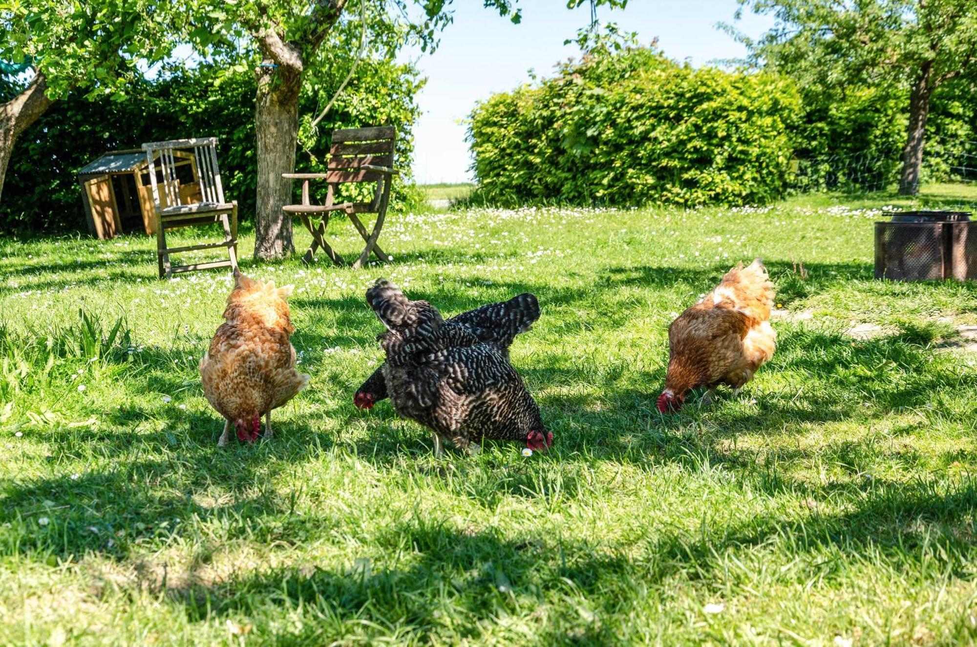 Ferienwohnung Landleben Hofgeismar Buitenkant foto