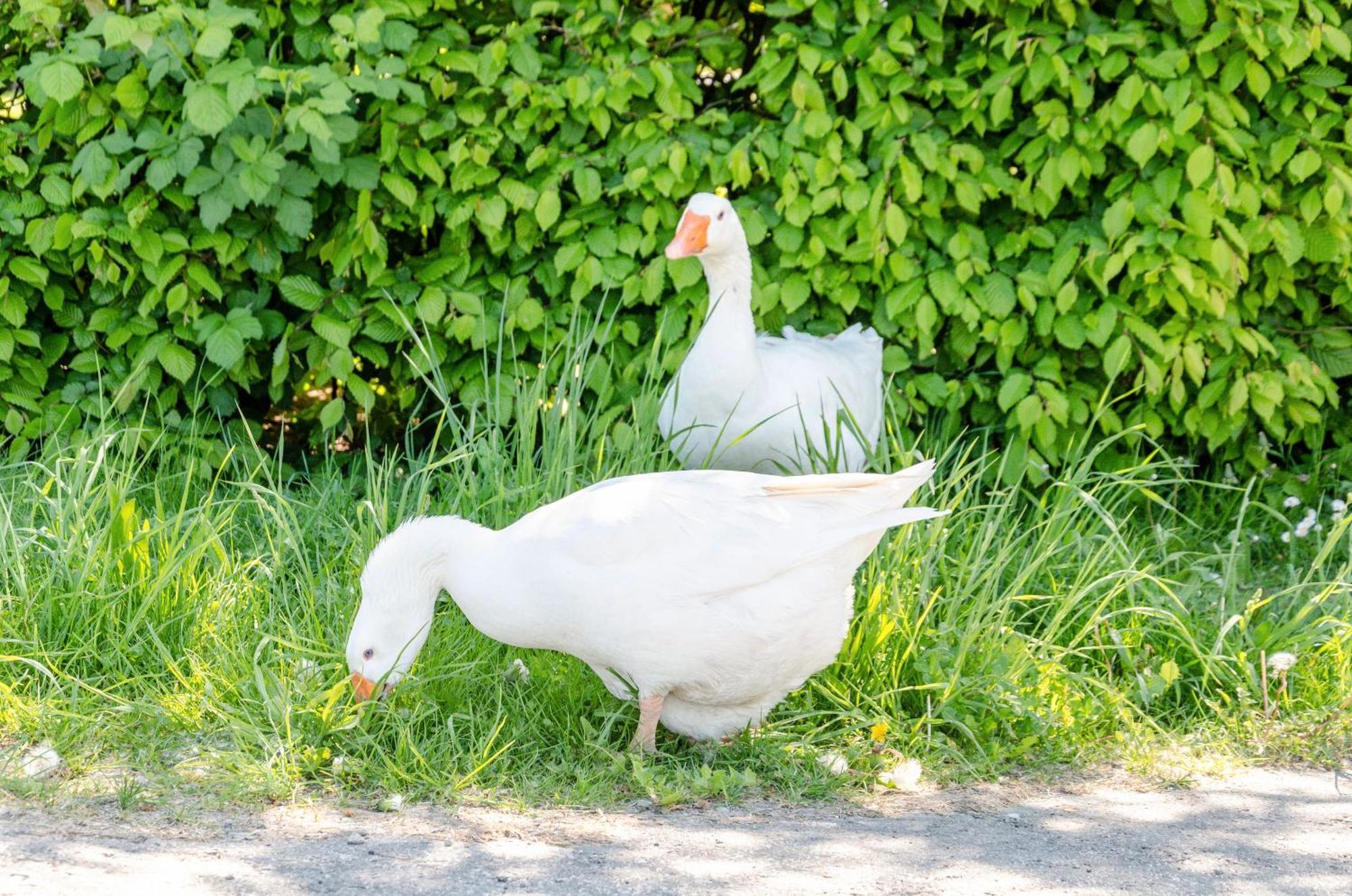 Ferienwohnung Landleben Hofgeismar Buitenkant foto